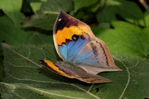 Метелик-lastdi: відмітні симптоми та спосіб життя Метелик-lastdi: відмітні симптоми та спосіб життя